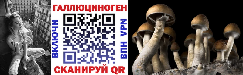 mega зеркало  Волгореченск  Псилоцибиновые грибы Psilocybe 
